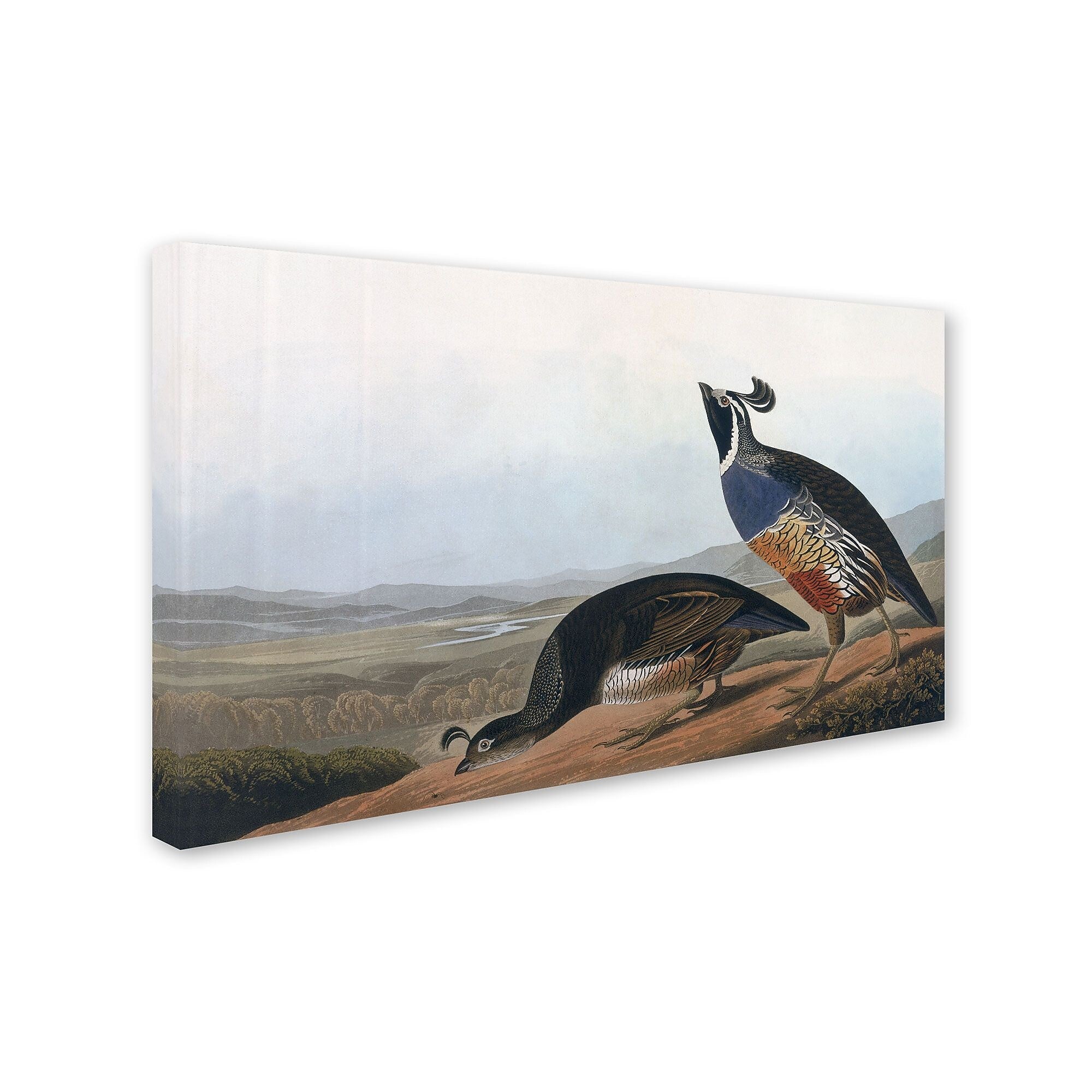 Trademark Fine Art 'Californian Partridge' 30" x 47" Canvas Art