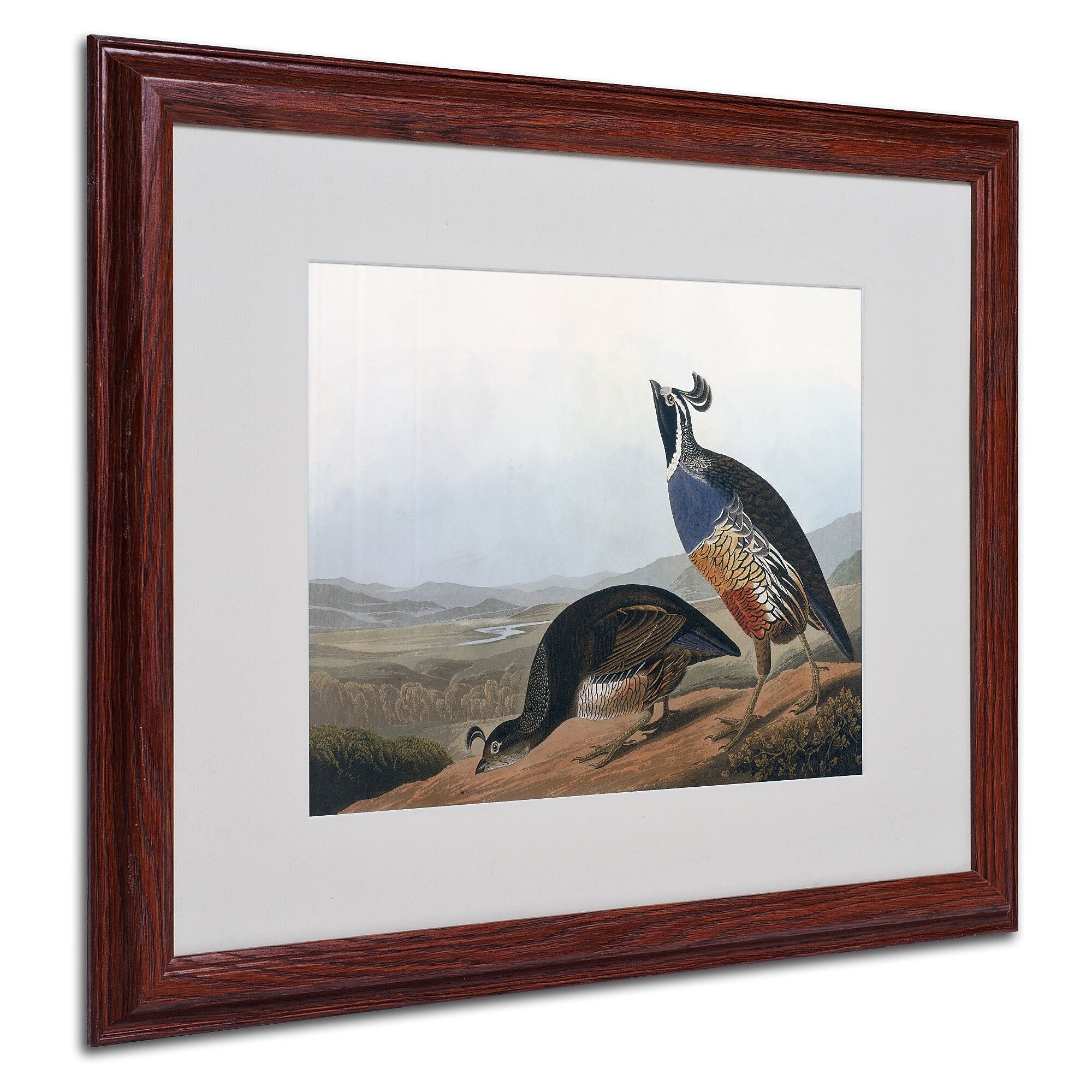 Trademark Fine Art 'Californian Partridge' 16" x 20" Wood Frame Art