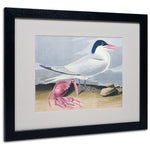 Trademark Fine Art 'Cayenne Tern' 16" x 20" Black Frame Art