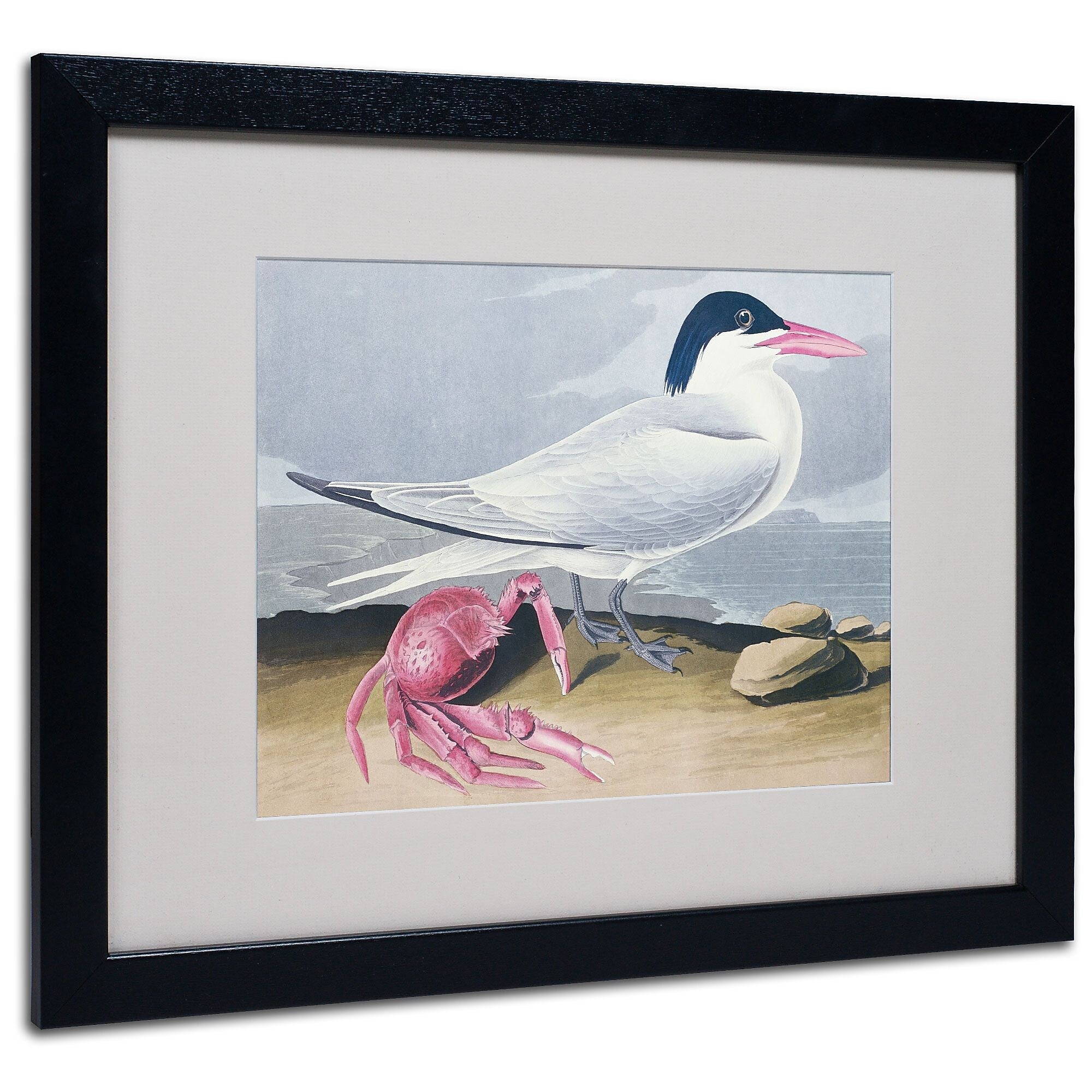 Trademark Fine Art 'Cayenne Tern' 16" x 20" Black Frame Art