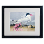 Trademark Fine Art 'Cayenne Tern' 16" x 20" Black Frame Art
