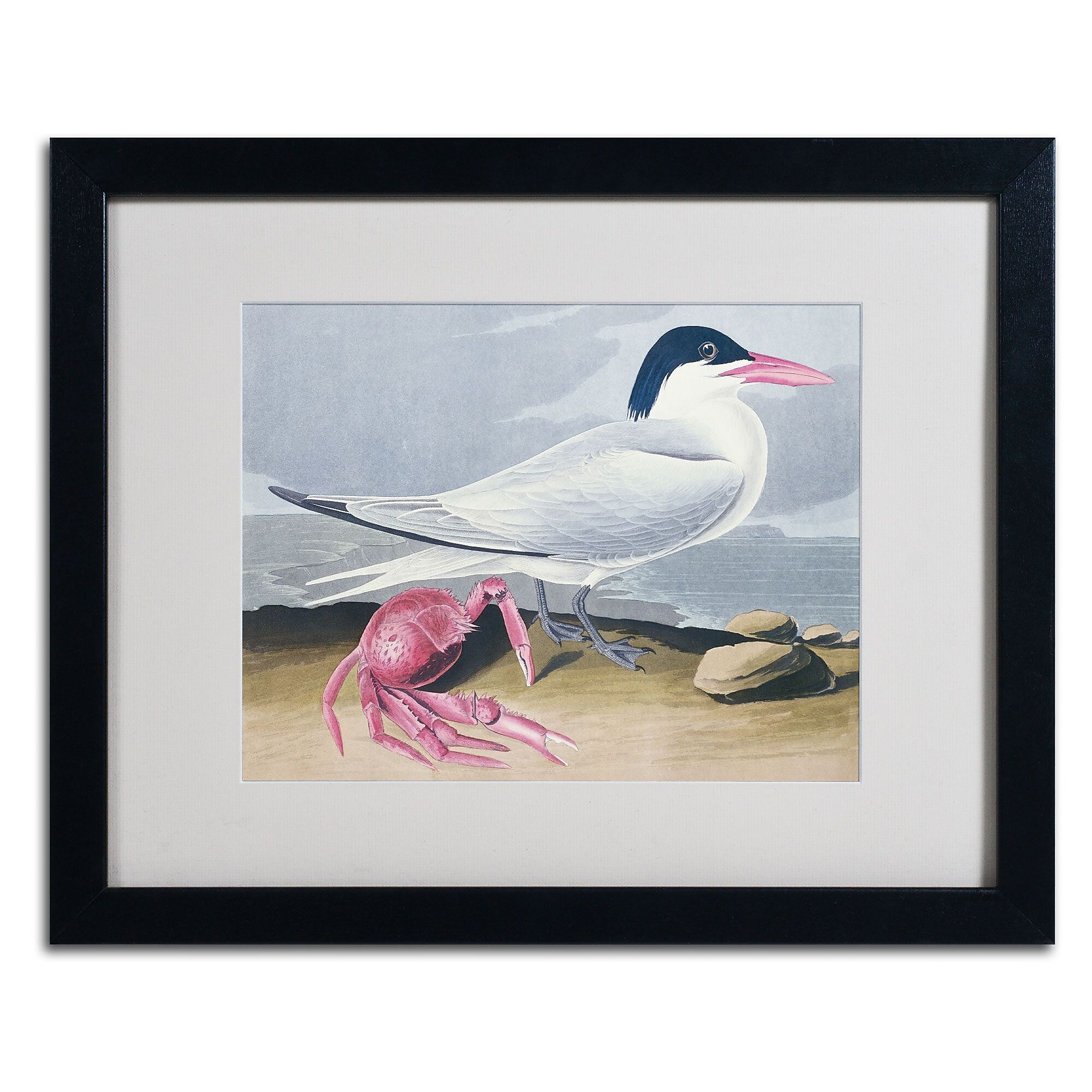 Trademark Fine Art 'Cayenne Tern' 16" x 20" Black Frame Art