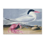 Trademark Fine Art 'Cayenne Tern' 30" x 47" Canvas Art