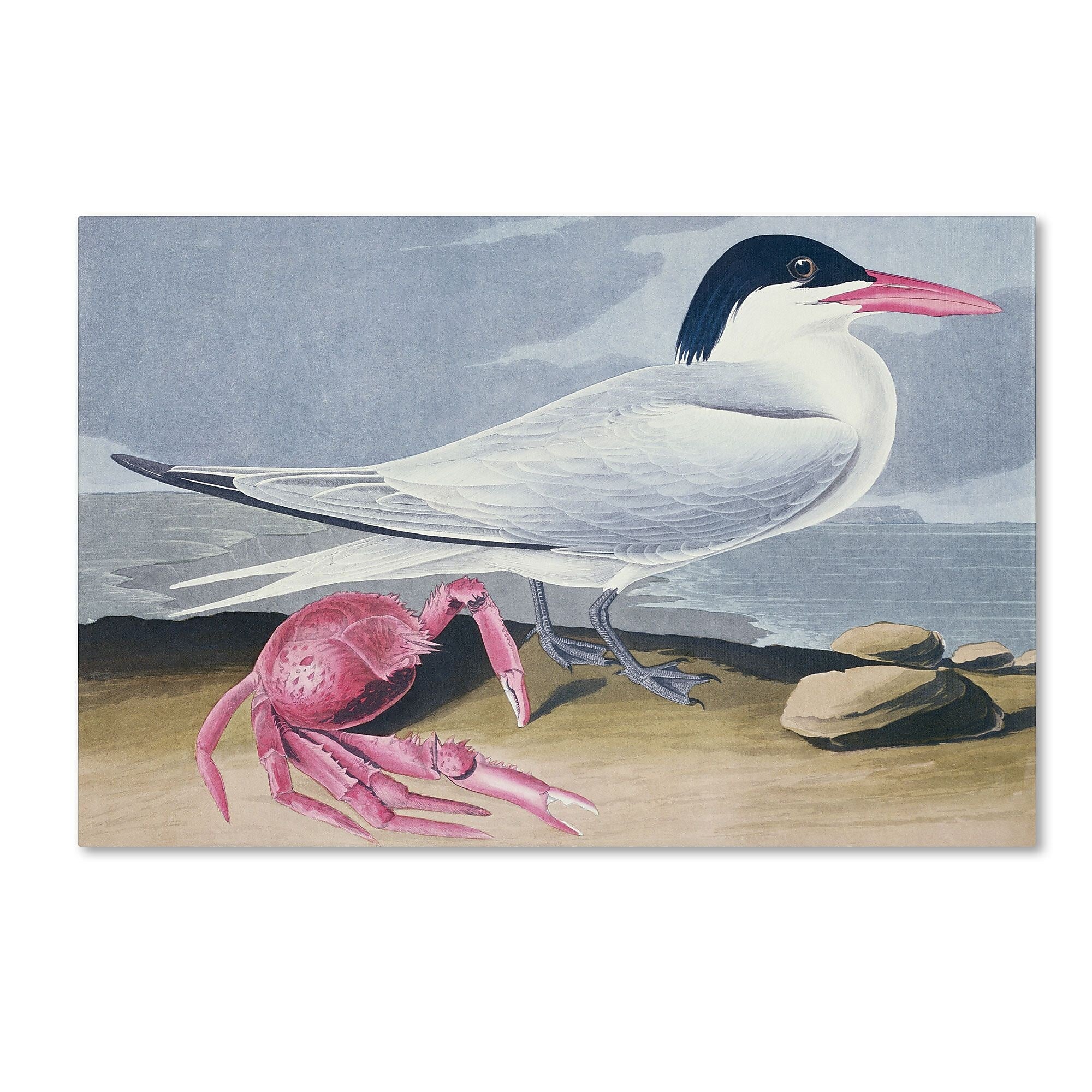 Trademark Fine Art 'Cayenne Tern' 30" x 47" Canvas Art