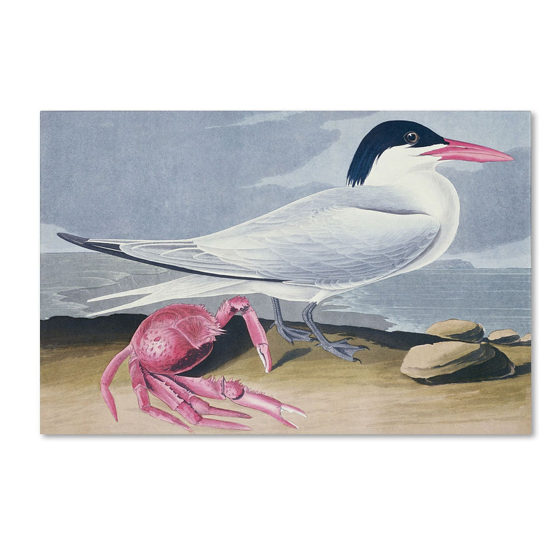 Trademark Fine Art 'Cayenne Tern' 30" x 47" Canvas Art