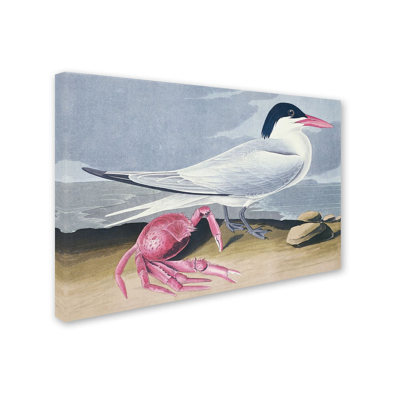 Trademark Fine Art 'Cayenne Tern' 30" x 47" Canvas Art