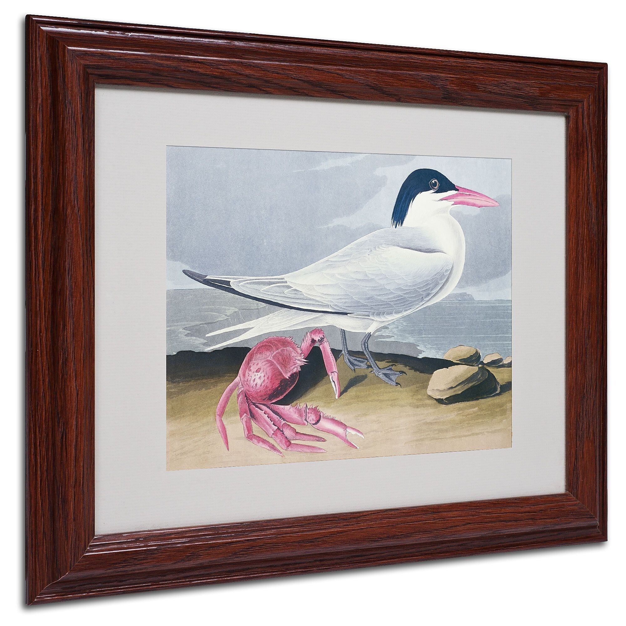Trademark Fine Art 'Cayenne Tern' 11" x 14" Wood Frame Art