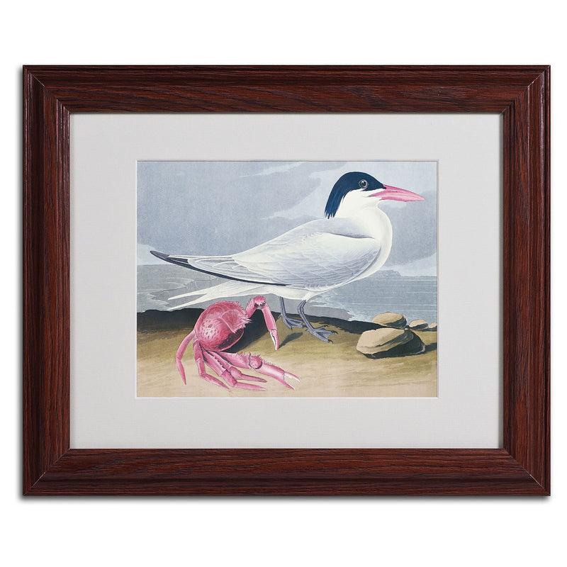 Trademark Fine Art 'Cayenne Tern' 11" x 14" Wood Frame Art