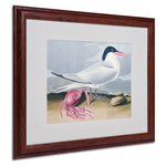 Trademark Fine Art 'Cayenne Tern' 16" x 20" Wood Frame Art