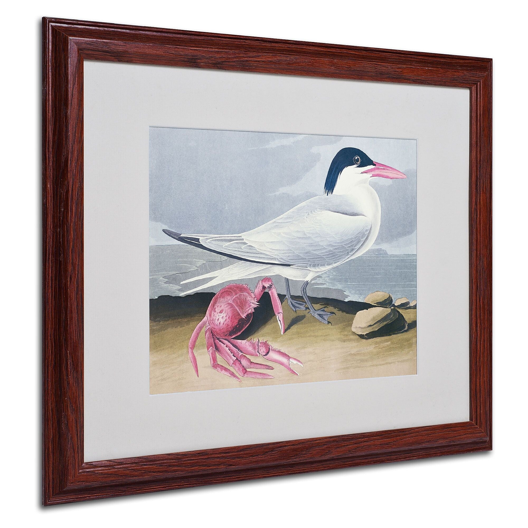 Trademark Fine Art 'Cayenne Tern' 16" x 20" Wood Frame Art