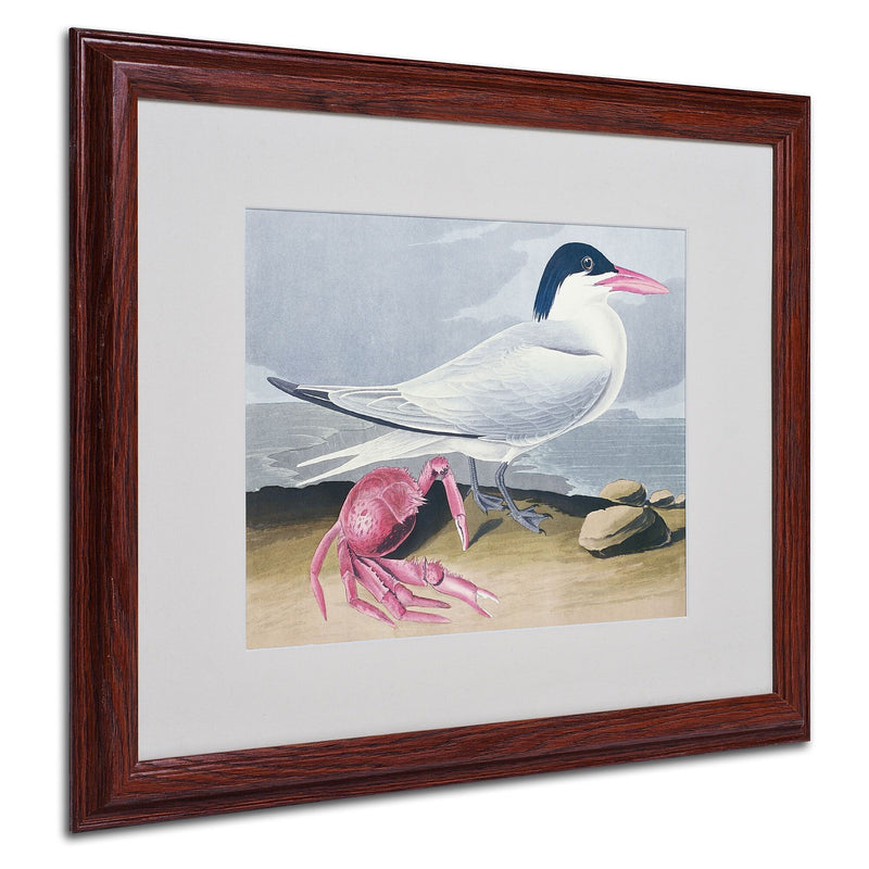 Trademark Fine Art 'Cayenne Tern' 16" x 20" Wood Frame Art