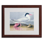 Trademark Fine Art 'Cayenne Tern' 16" x 20" Wood Frame Art
