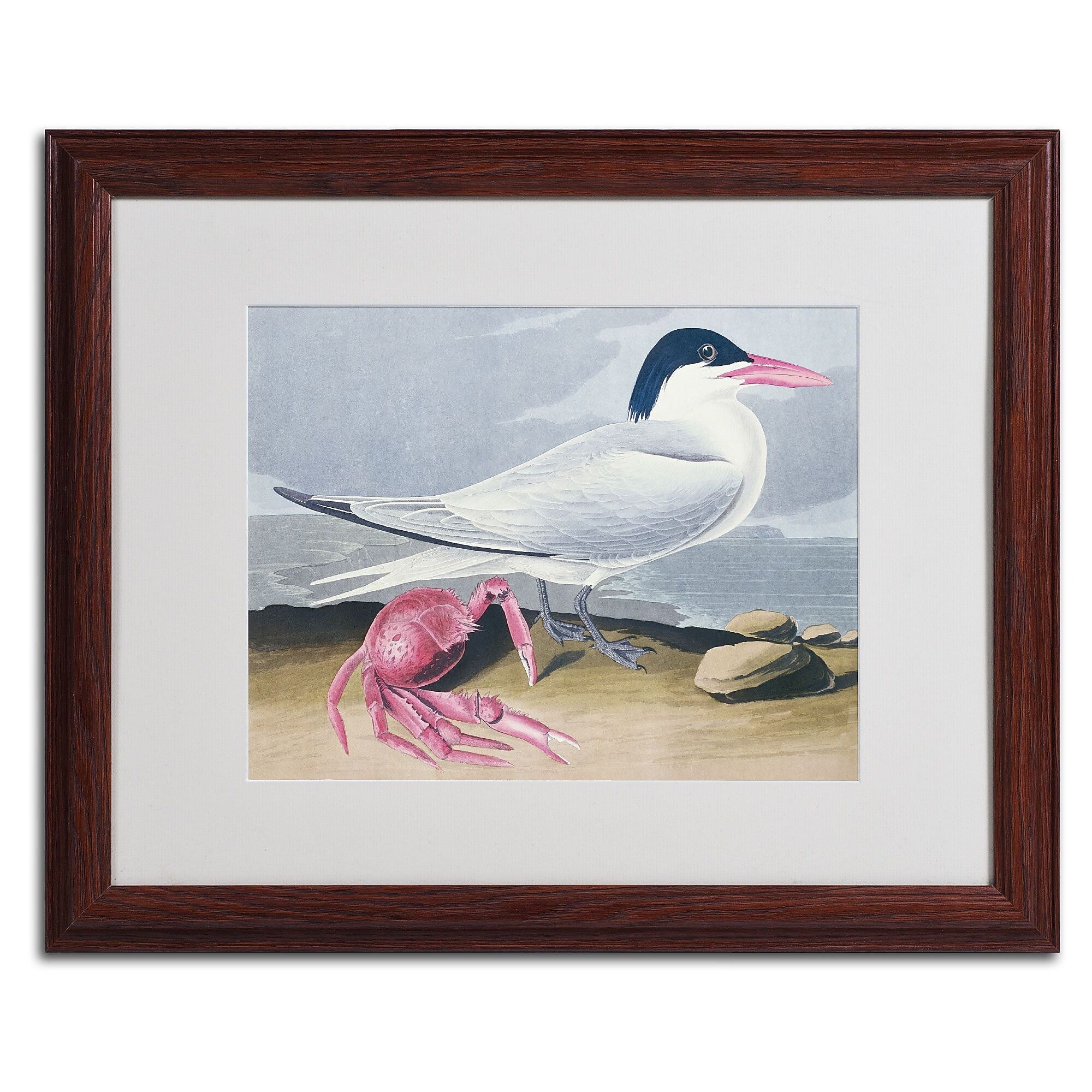 Trademark Fine Art 'Cayenne Tern' 16" x 20" Wood Frame Art