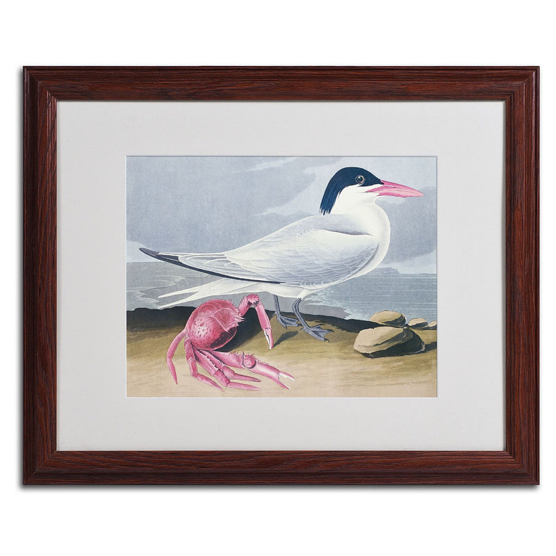 Trademark Fine Art 'Cayenne Tern' 16" x 20" Wood Frame Art