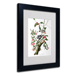 Trademark Fine Art 'Downy Woodpecker' 11" x 14" Black Frame Art