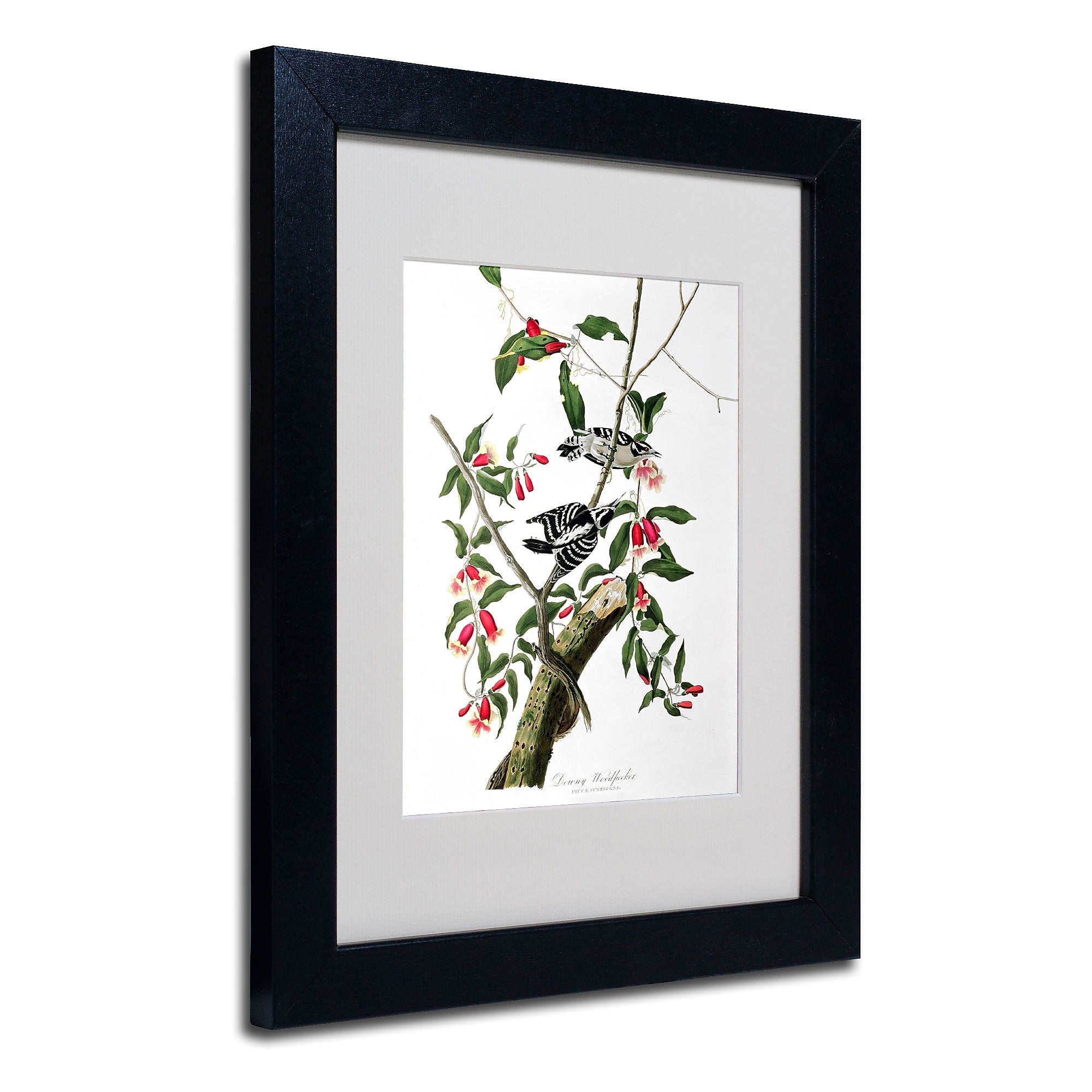 Trademark Fine Art 'Downy Woodpecker' 11" x 14" Black Frame Art