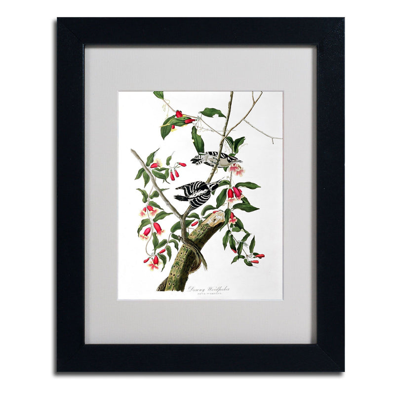 Trademark Fine Art 'Downy Woodpecker' 11" x 14" Black Frame Art