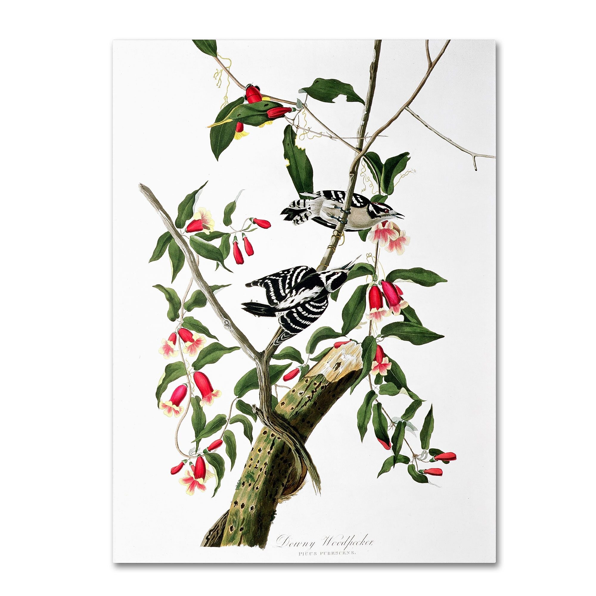 Trademark Fine Art 'Downy Woodpecker' 26" x 32" Canvas Art