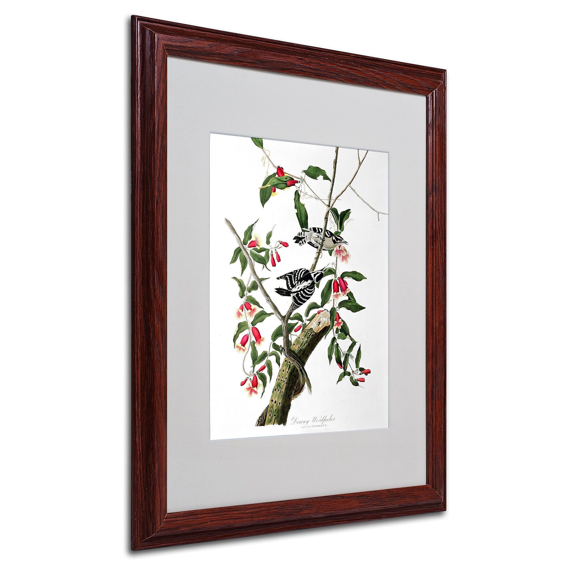 Trademark Fine Art 'Downy Woodpecker' 16" x 20" Wood Frame Art