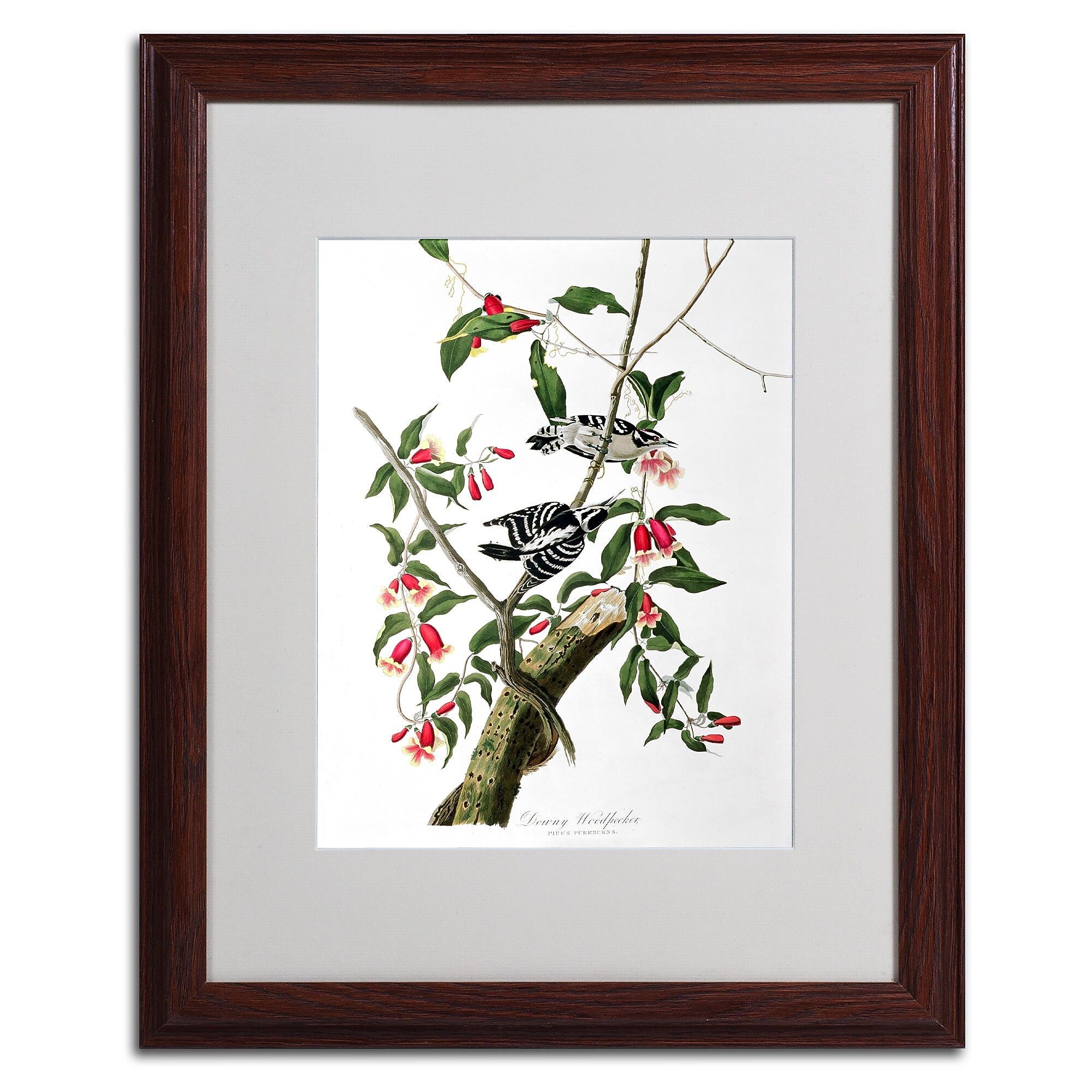 Trademark Fine Art 'Downy Woodpecker' 16" x 20" Wood Frame Art