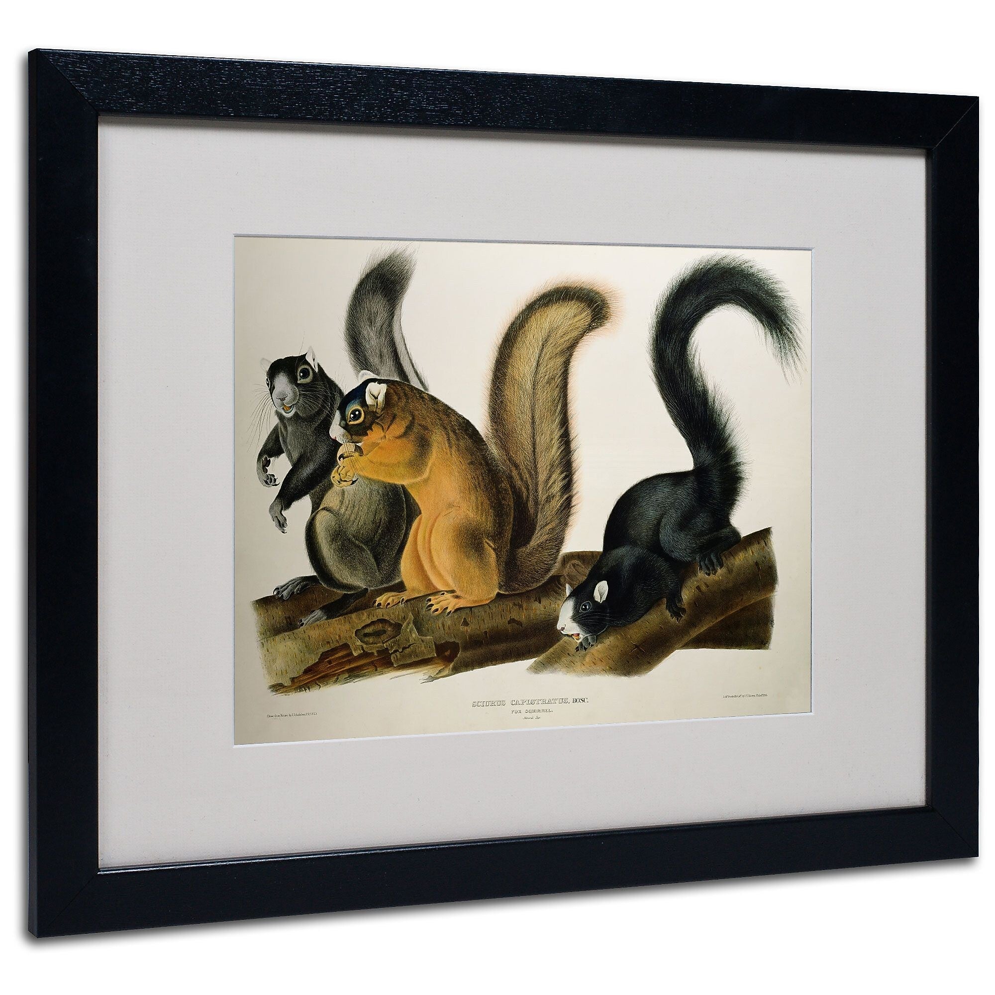 Trademark Fine Art 'Fox Squirrel' 16" x 20" Black Frame Art