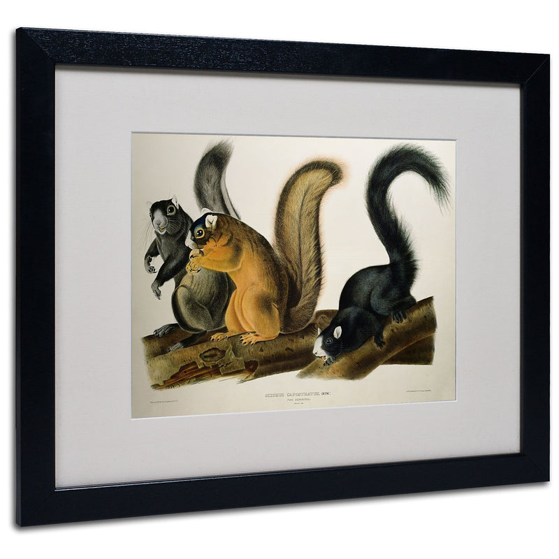 Trademark Fine Art 'Fox Squirrel' 16" x 20" Black Frame Art