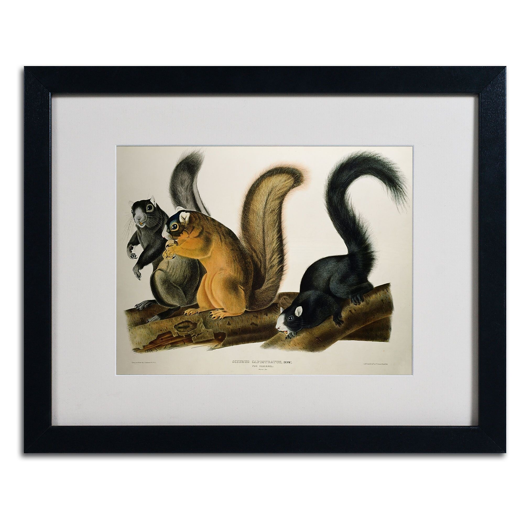 Trademark Fine Art 'Fox Squirrel' 16" x 20" Black Frame Art