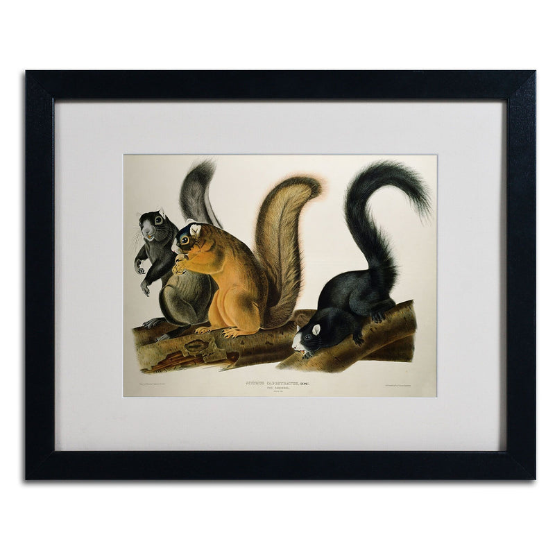 Trademark Fine Art 'Fox Squirrel' 16" x 20" Black Frame Art