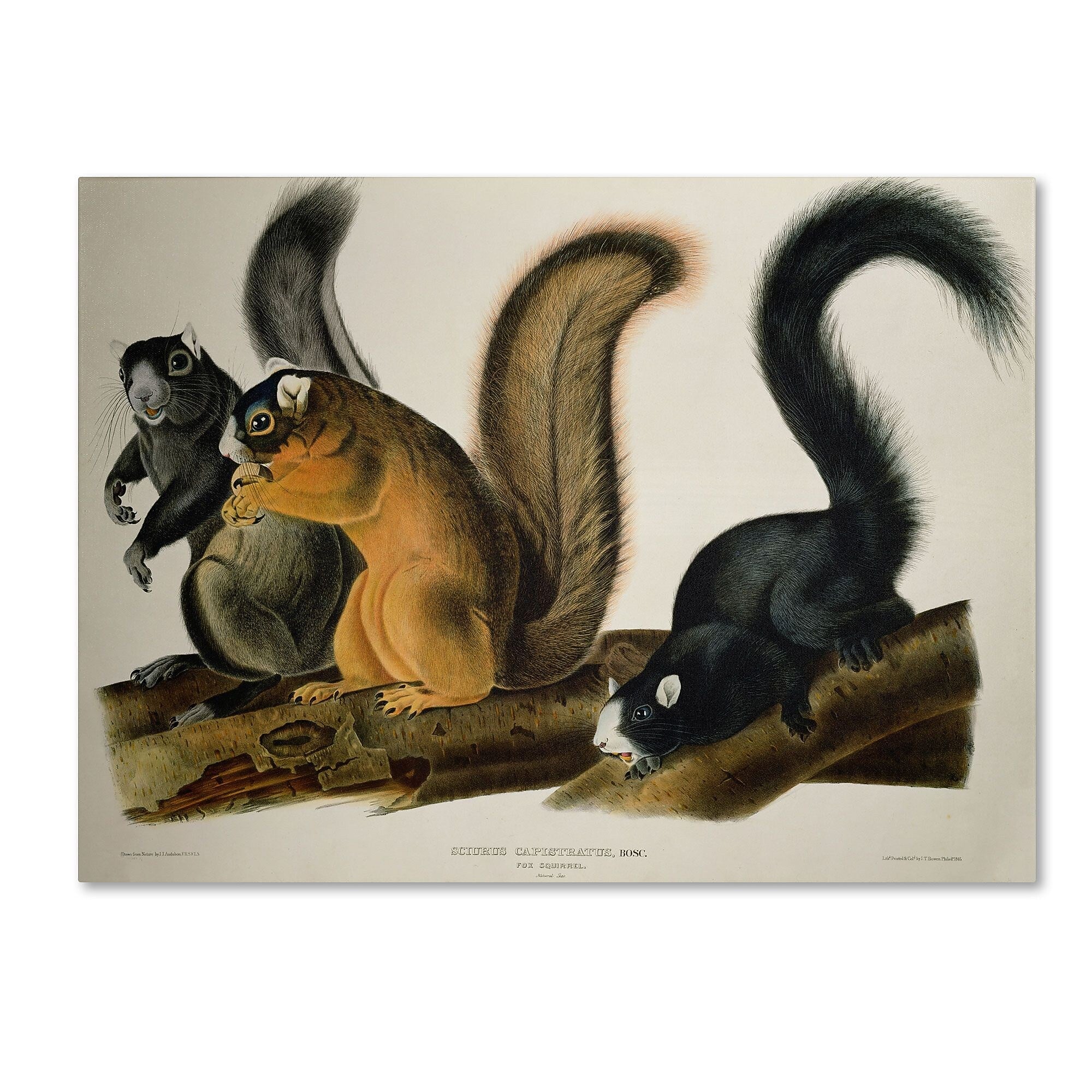 Trademark Fine Art 'Fox Squirrel' 18" x 24" Canvas Art