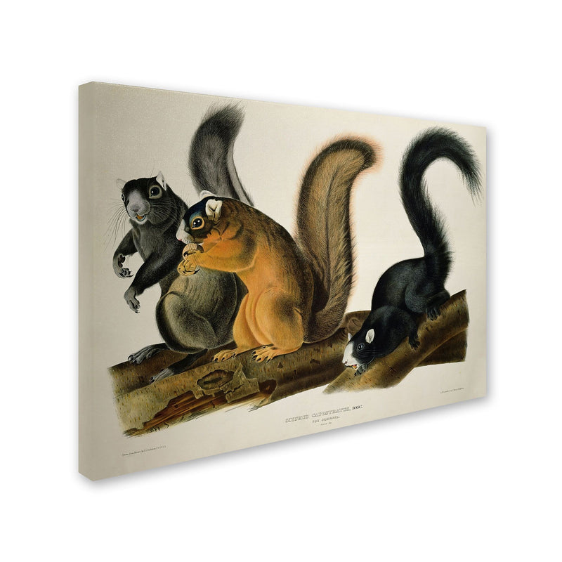 Trademark Fine Art 'Fox Squirrel' 18" x 24" Canvas Art
