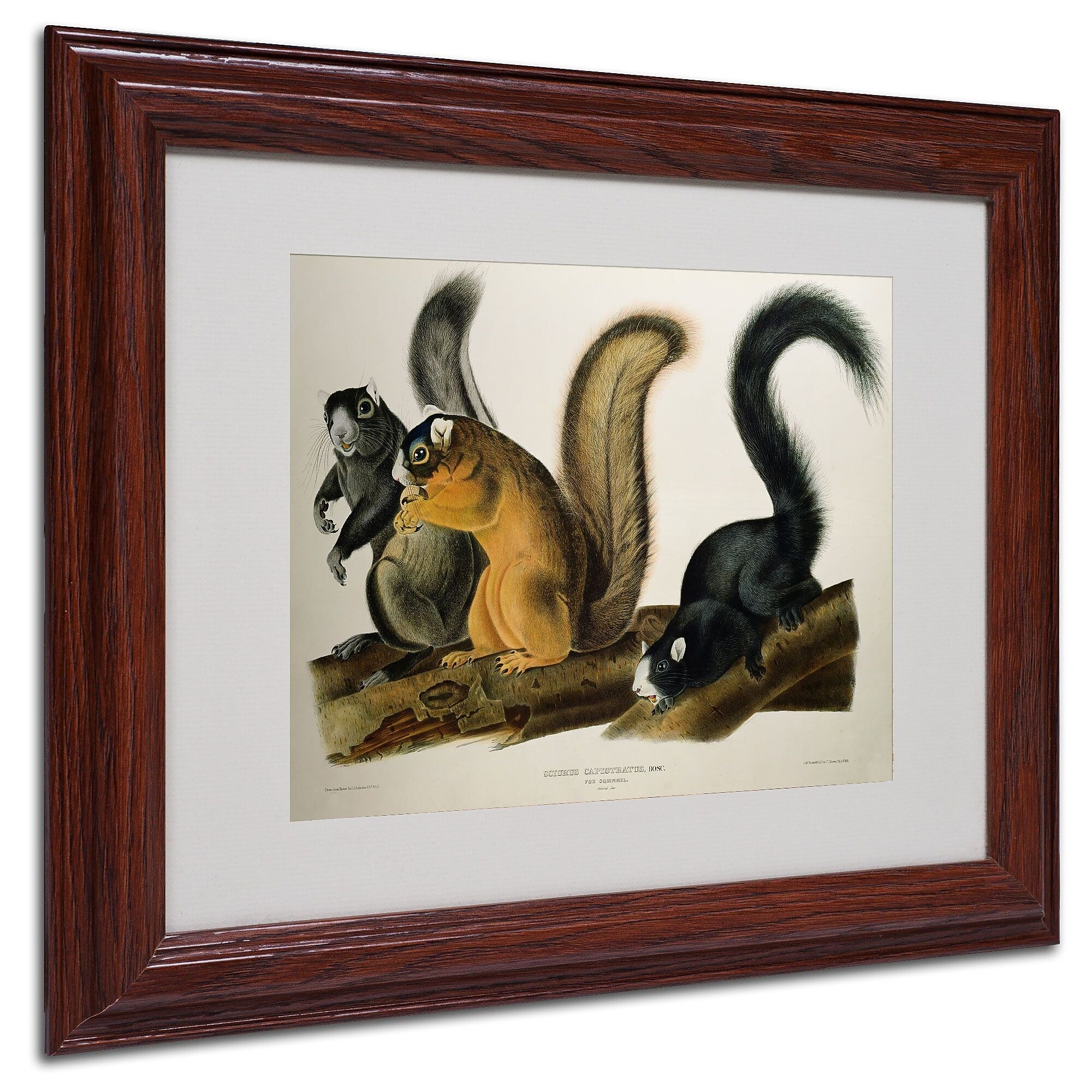 Trademark Fine Art 'Fox Squirrel' 11" x 14" Wood Frame Art