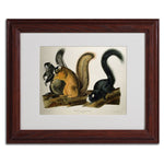 Trademark Fine Art 'Fox Squirrel' 11" x 14" Wood Frame Art