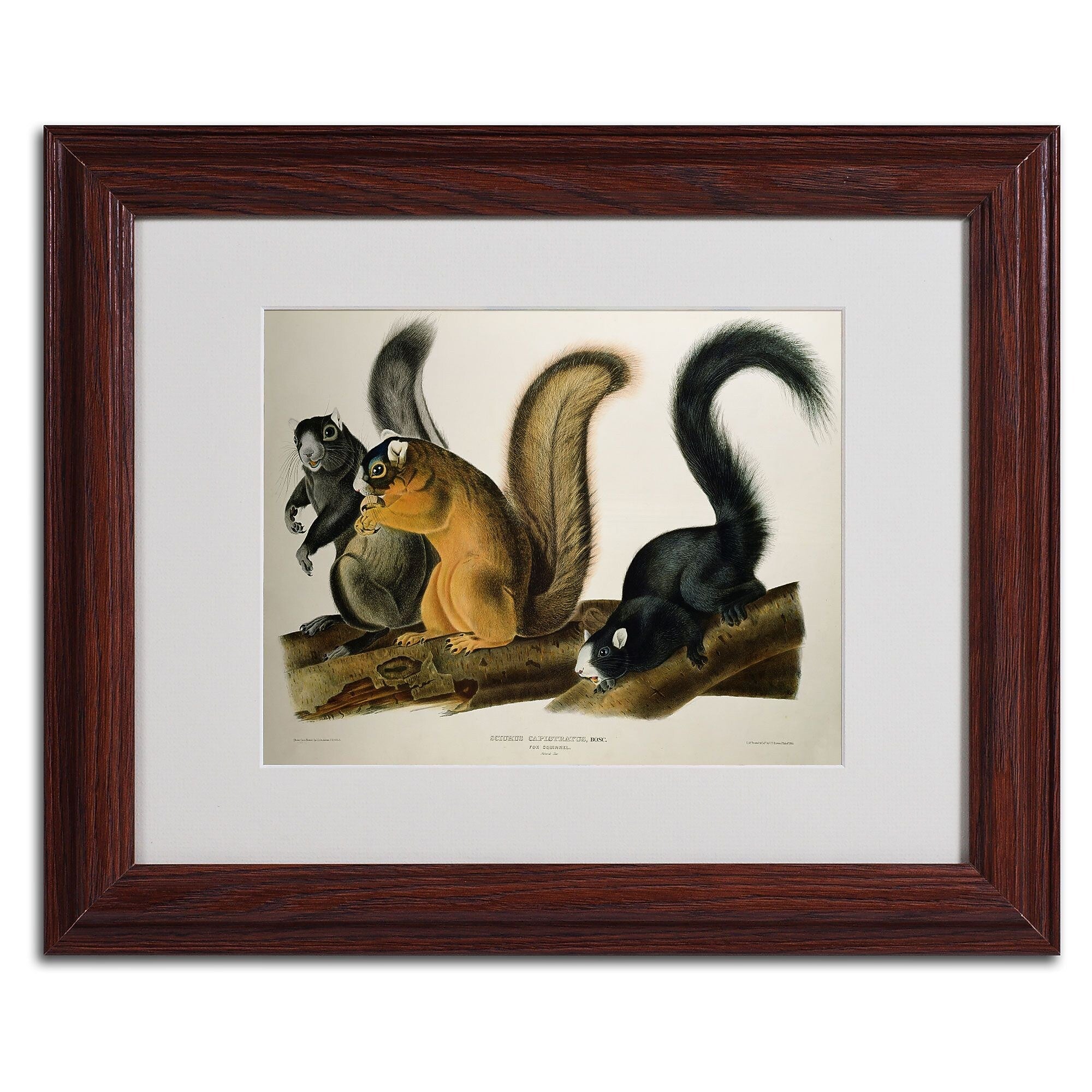 Trademark Fine Art 'Fox Squirrel' 11" x 14" Wood Frame Art