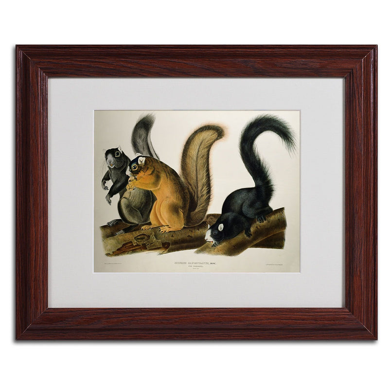 Trademark Fine Art 'Fox Squirrel' 11" x 14" Wood Frame Art
