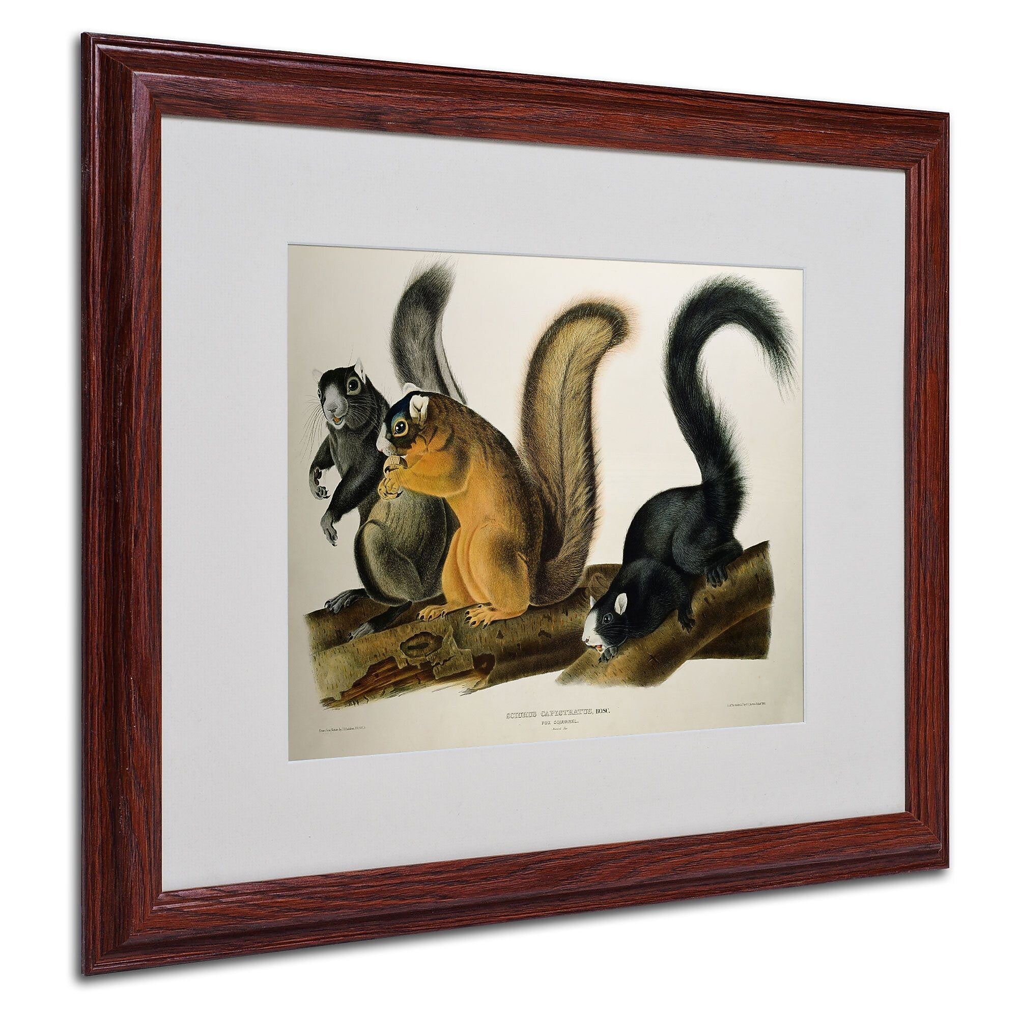 Trademark Fine Art 'Fox Squirrel' 16" x 20" Wood Frame Art