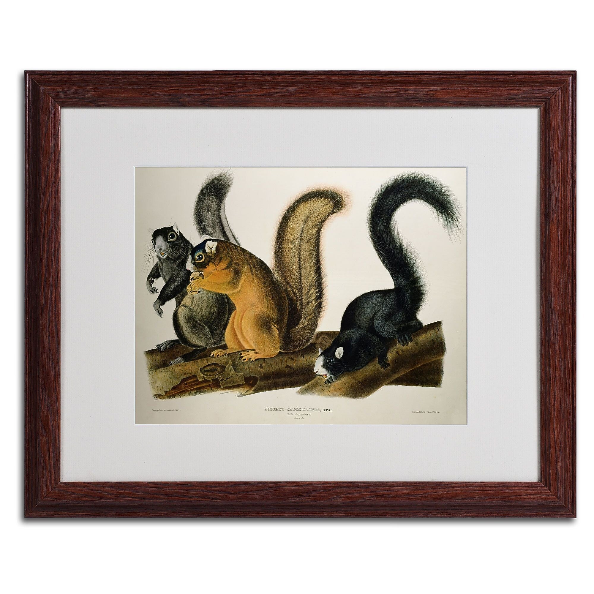 Trademark Fine Art 'Fox Squirrel' 16" x 20" Wood Frame Art