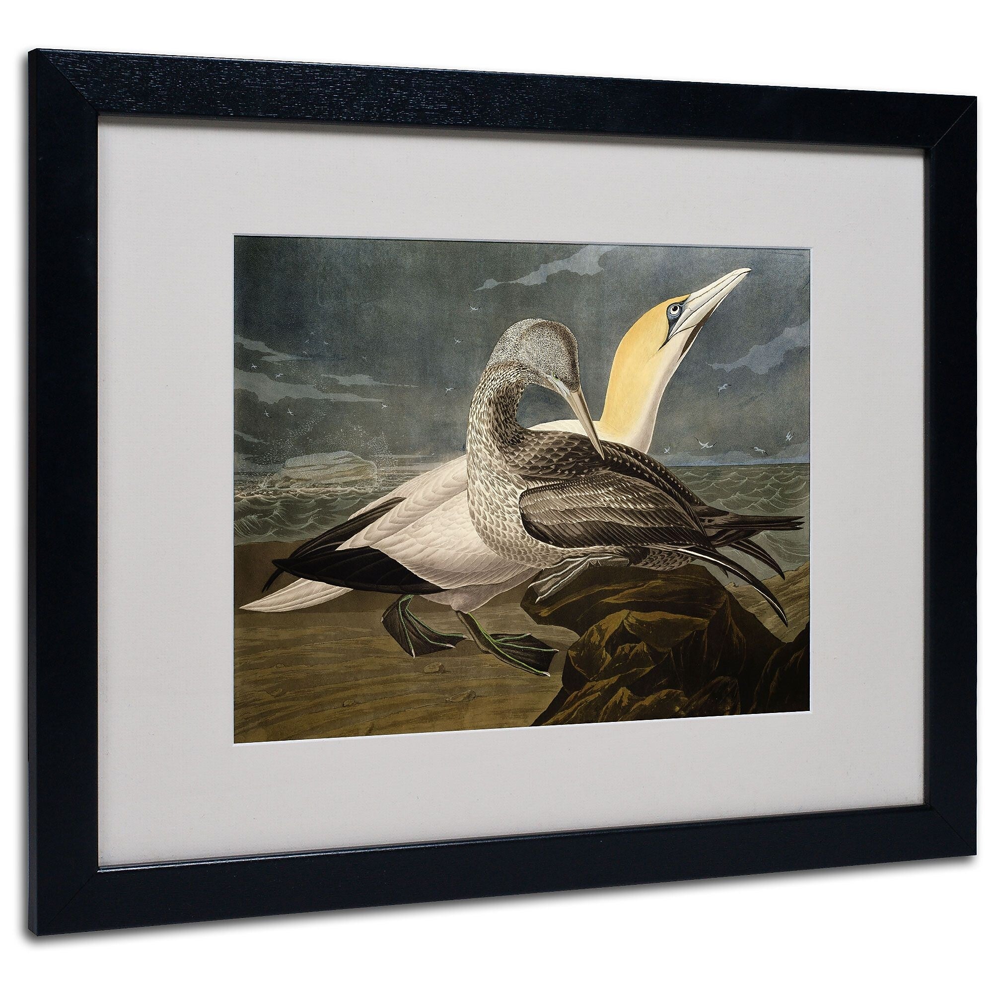 Trademark Fine Art 'Gannets' 16" x 20" Black Frame Art