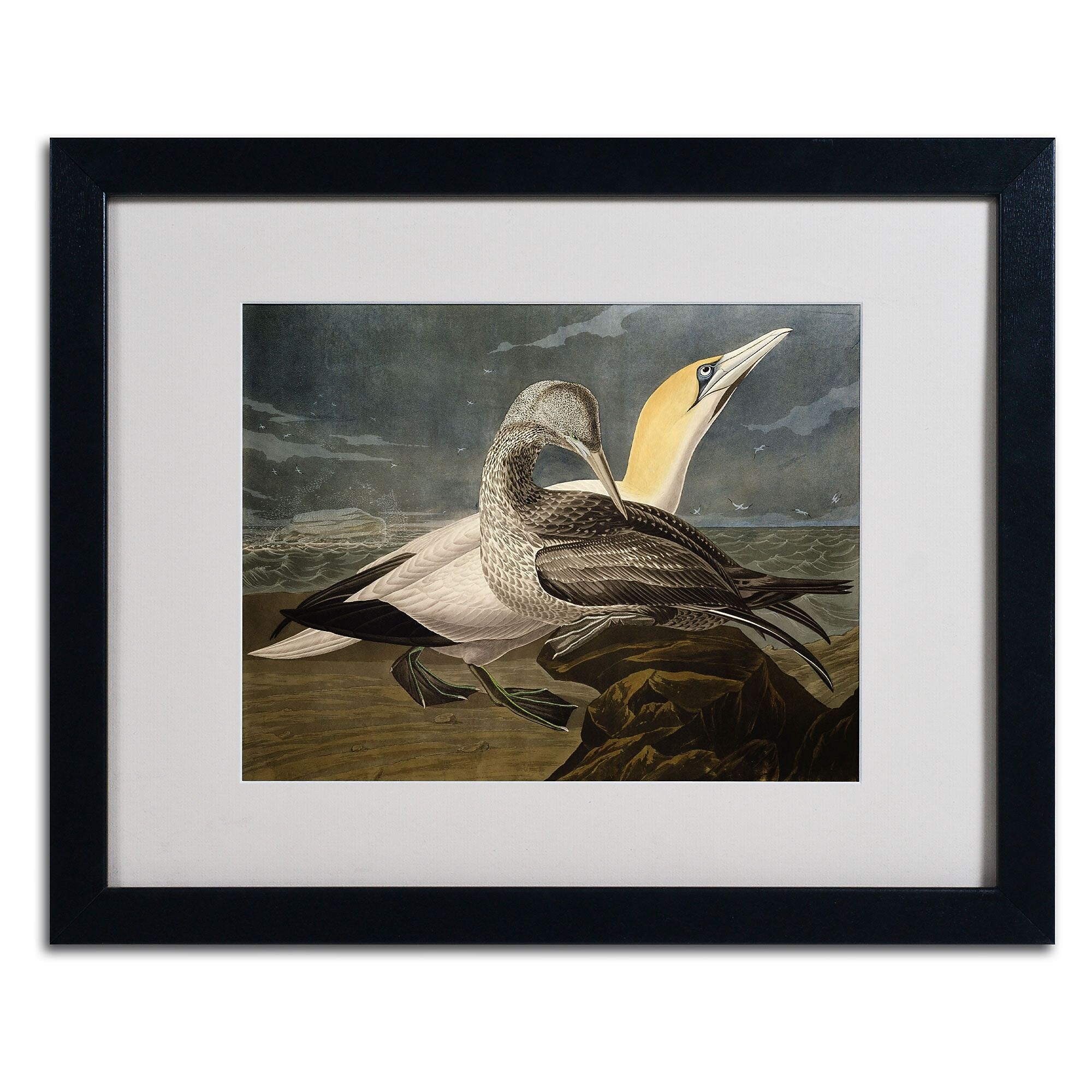 Trademark Fine Art 'Gannets' 16" x 20" Black Frame Art