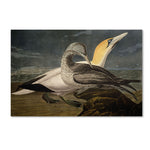 Trademark Fine Art 'Gannets' 22" x 32" Canvas Art