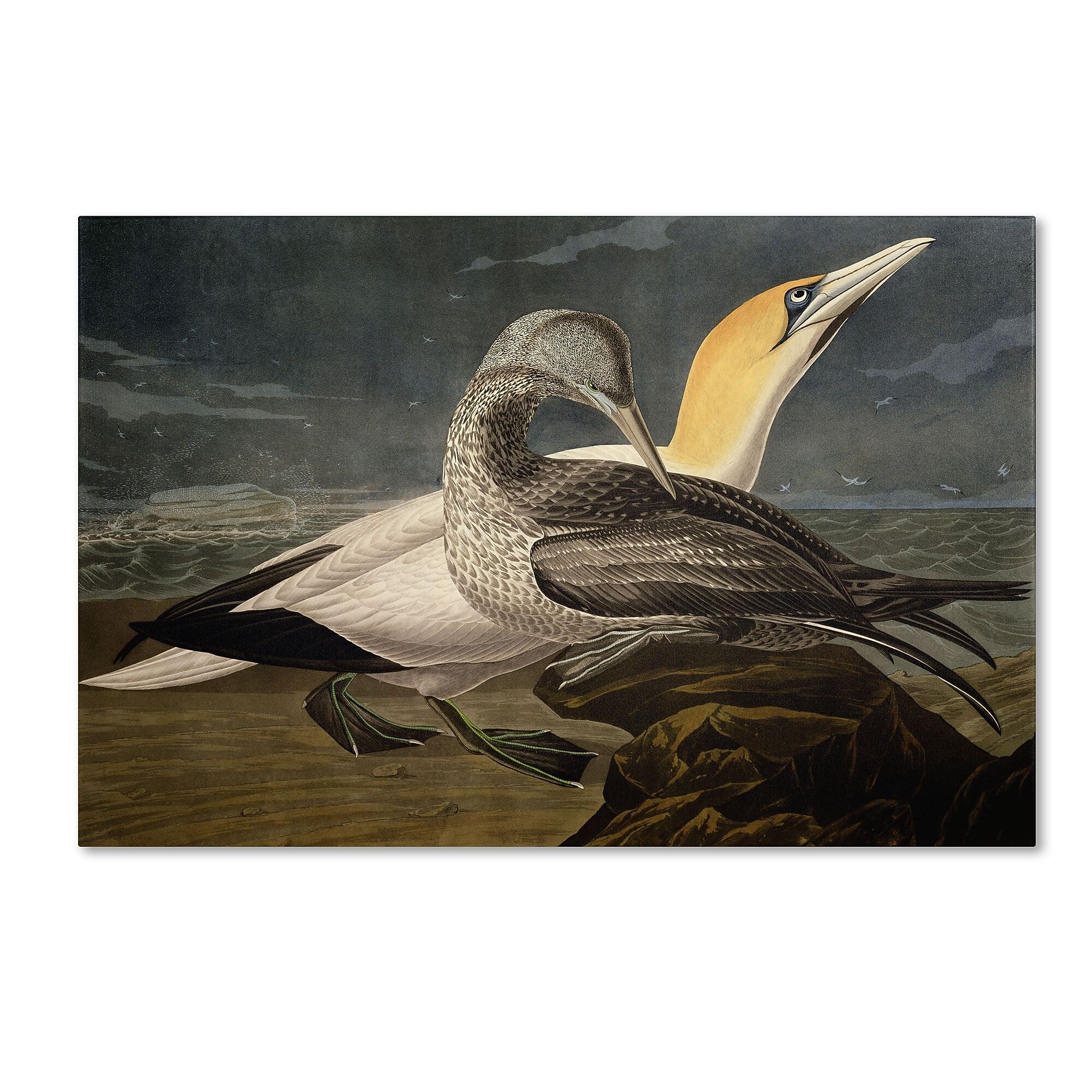 Trademark Fine Art 'Gannets' 30" x 47" Canvas Art