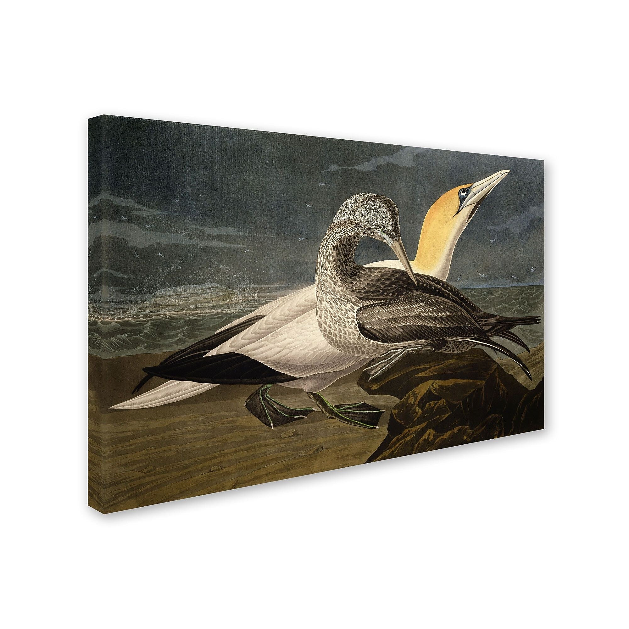 Trademark Fine Art 'Gannets' 22" x 32" Canvas Art