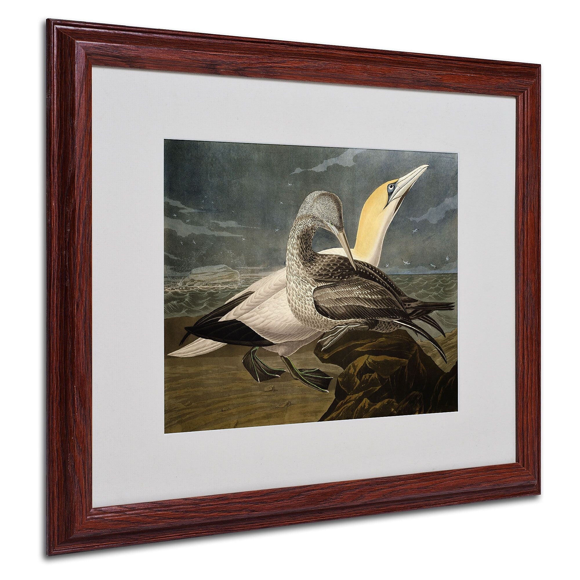 Trademark Fine Art 'Gannets' 16" x 20" Wood Frame Art