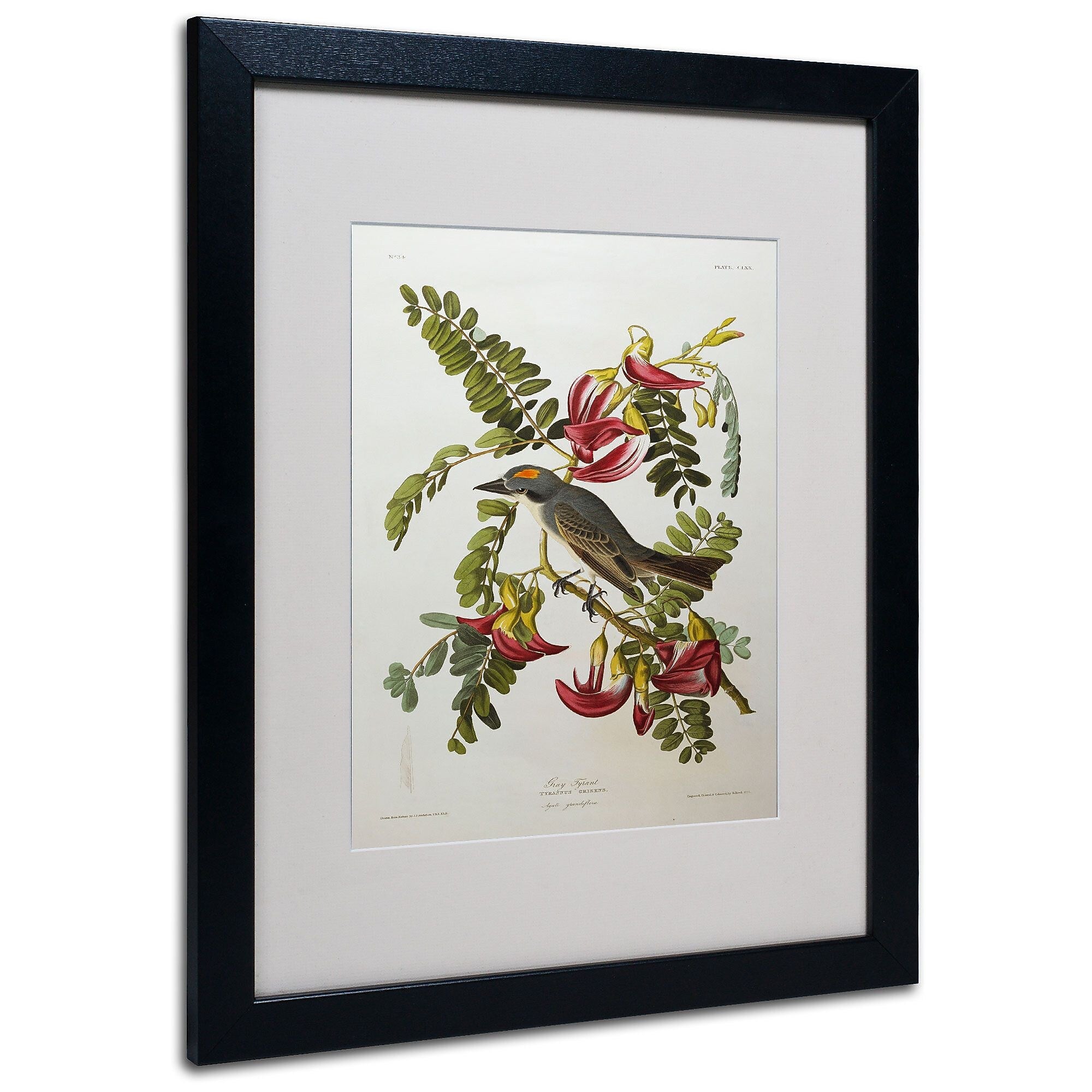 Trademark Fine Art 'Gray Tyrant #44; Gray Kingbird' 16" x 20" Black Frame Art