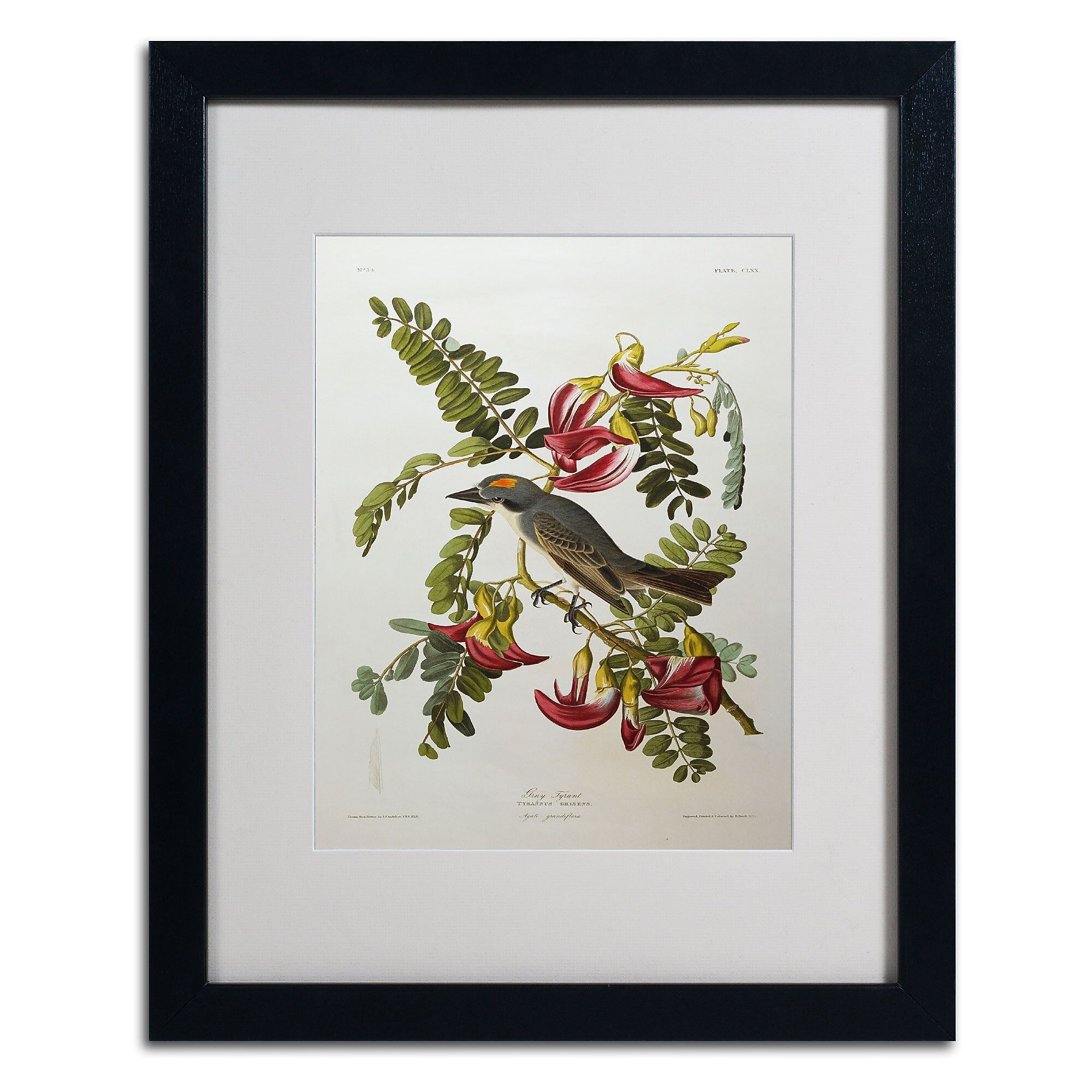 Trademark Fine Art 'Gray Tyrant #44; Gray Kingbird' 16" x 20" Black Frame Art