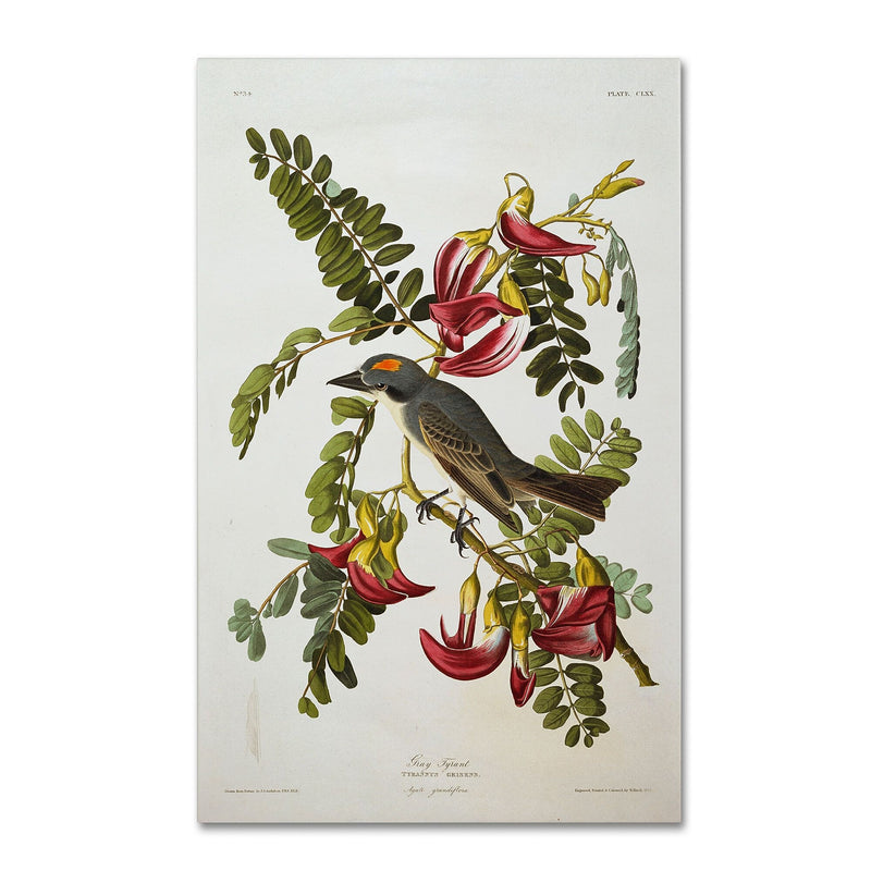 Trademark Fine Art 'Gray Tyrant #44; Gray Kingbird' 16" x 24" Canvas Art