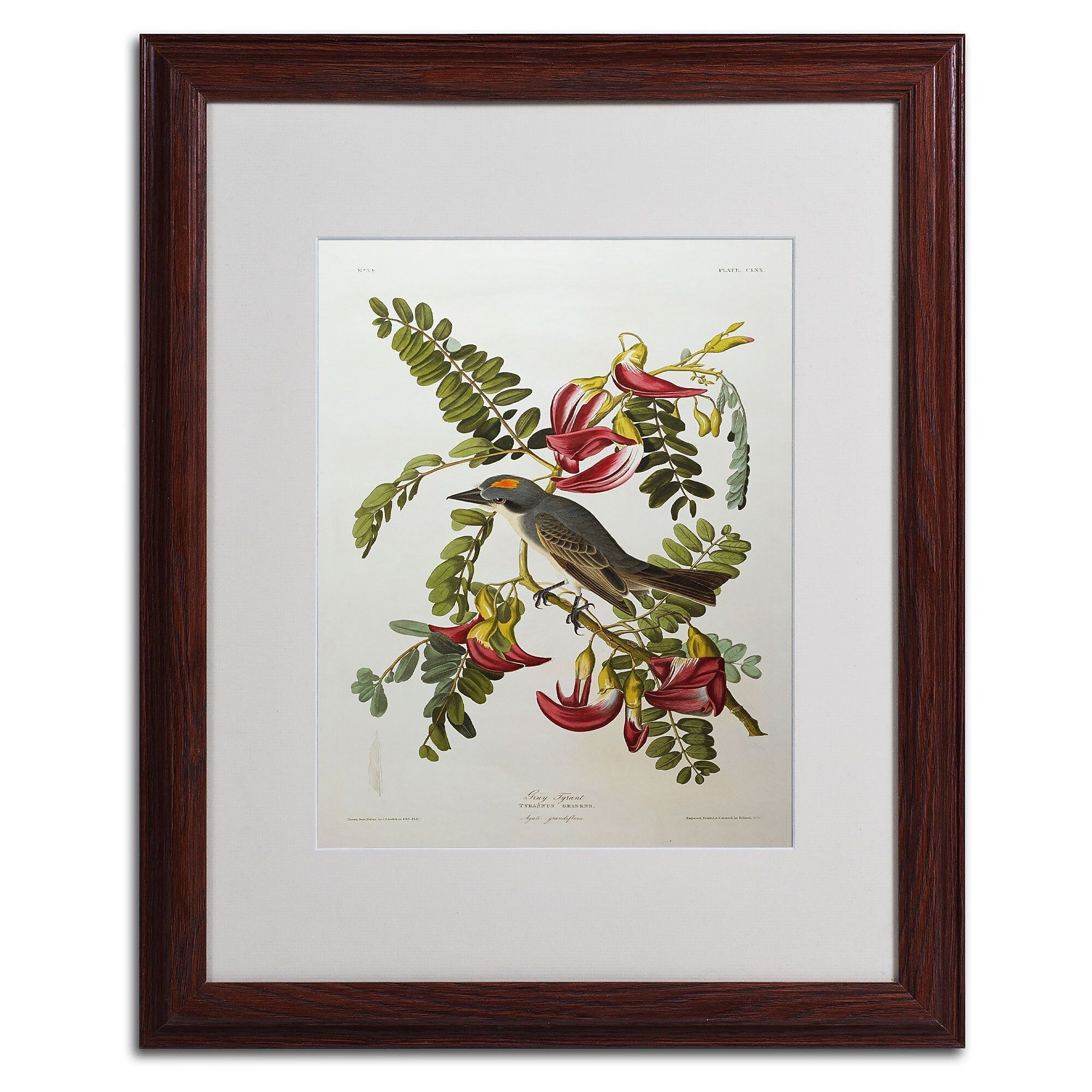 Trademark Fine Art 'Gray Tyrant #44; Gray Kingbird' 16" x 20" Wood Frame Art