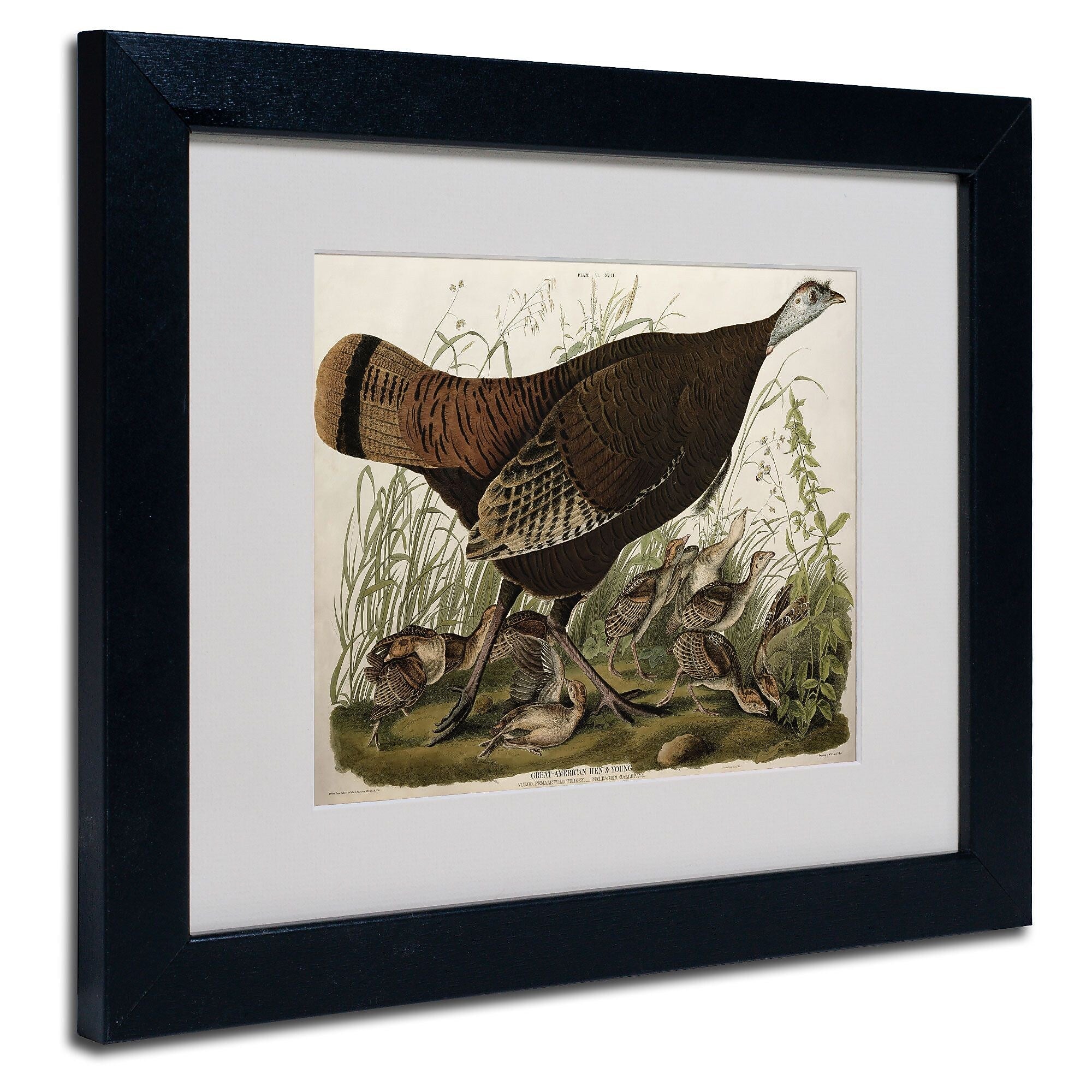 Trademark Fine Art 'Great American Hen and Young' 11" x 14" Black Frame Art