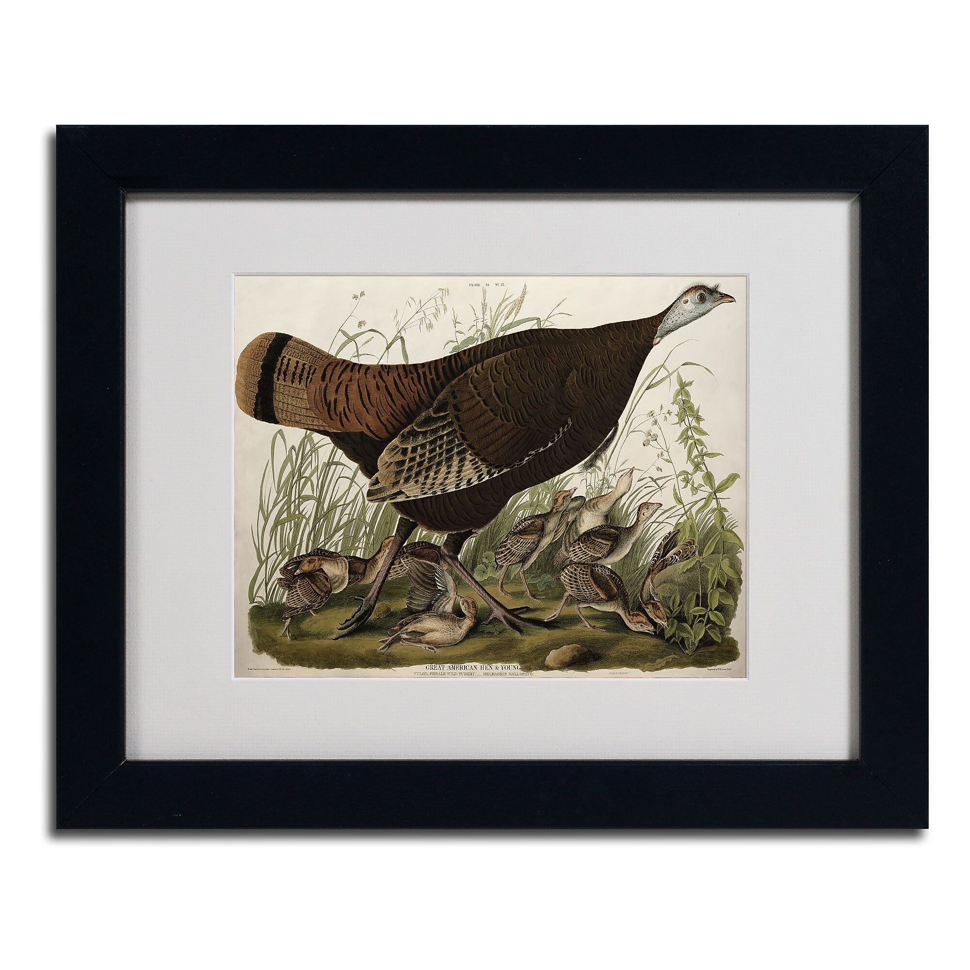 Trademark Fine Art 'Great American Hen and Young' 11" x 14" Black Frame Art