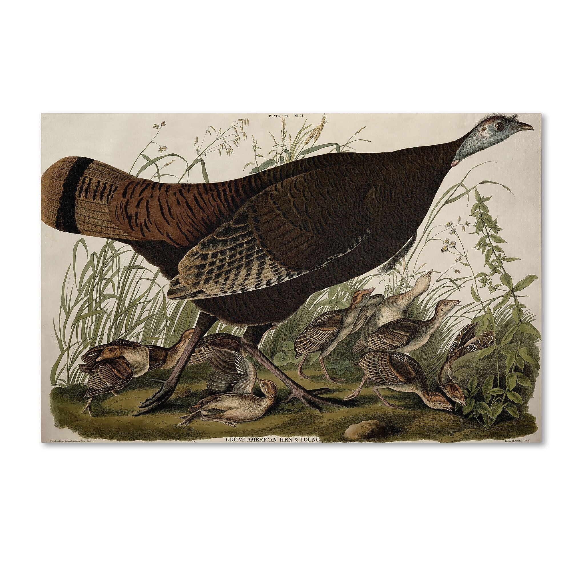 Trademark Fine Art 'Great American Hen and Young' 22" x 32" Canvas Art