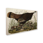 Trademark Fine Art 'Great American Hen and Young' 22" x 32" Canvas Art